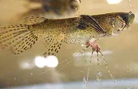 PANTODON BUCHHOLZI - Pesce farfalla