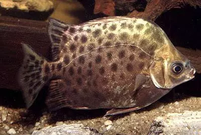SCATOPHAGUS ARGUS - Scatofago o Pesce argo