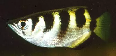TOXOTES JACULATOR - Pesce arciere
