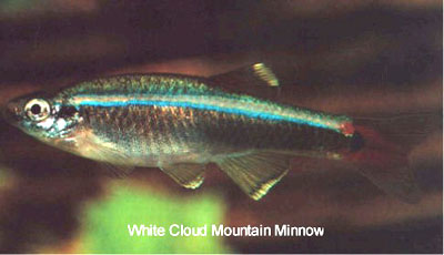 TANICHTHYS ALBONUBES