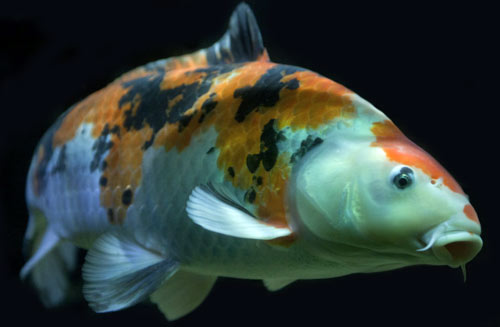 koi fish orange black white