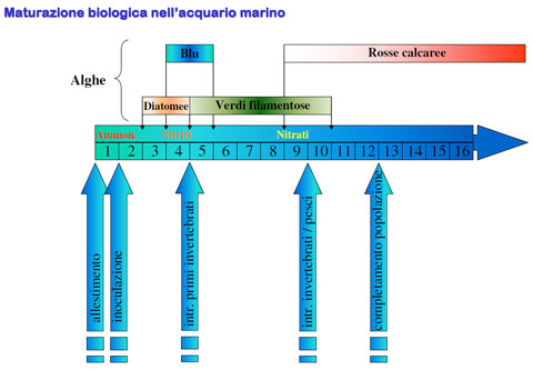 Maturazione biologica acquario marino