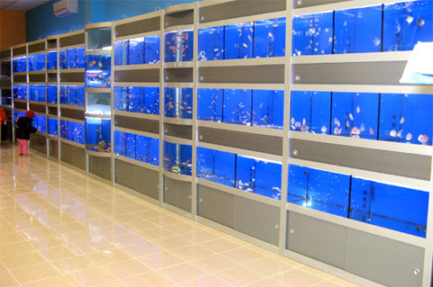 Allestimento acquariologia - Aquarium La Torre