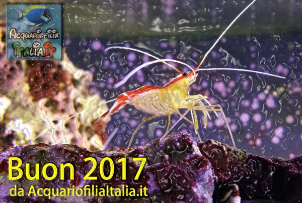 acquariofiliaitalia buon anno 2017