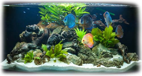 pesci acquario all fish tank