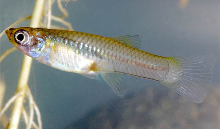 gambusia mosquitofish 02