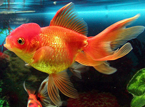 صور منوعة للاسماك  Red-fish-carassius-auratus