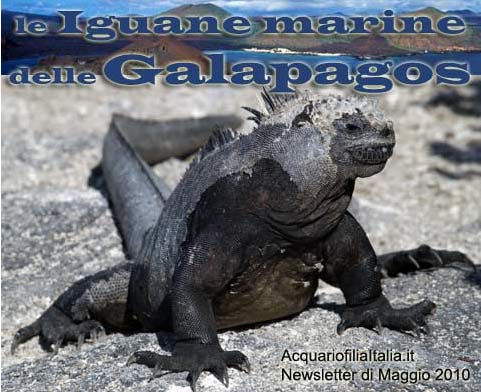 iguane delle gapagos isola di darwin 01
