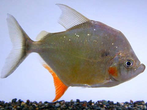 Piranha (Catoprion Mento specie che non vivono in gruppo)