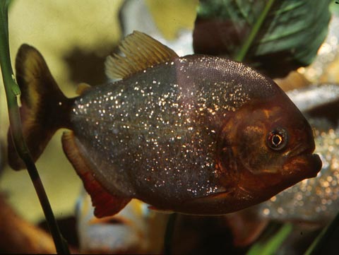 Piranha Serrasalmus Nattereri