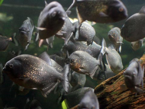 Piranha gruppo di pesci in acquario
