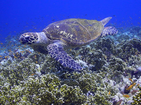 TURTLE-RED-SEA