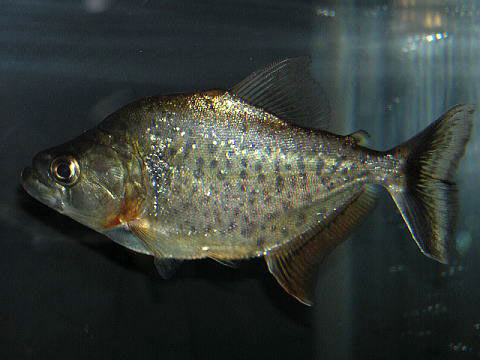 Piranha Serrasalmus Irritans