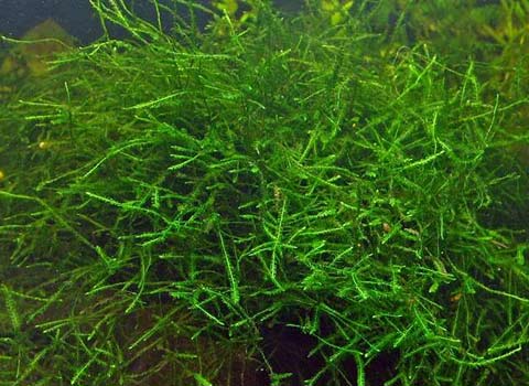 Vesicularia Dubyana (Specie di piante robuste per acquario con Piranha)