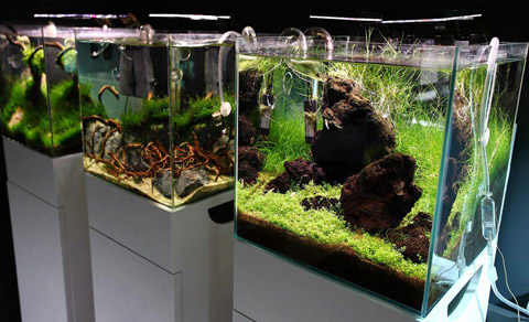aquariums for aquascaping
