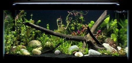 black light for fish tank amazon