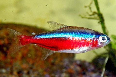 news maggio 2015 paracheirodon axelrodi pesce neon cardinale