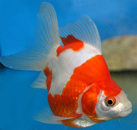 Il pesce rosso giapponese, Tamasaba Japanese Goldfish