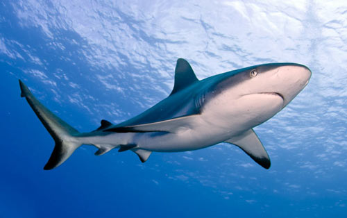 grey reef shark carcharhinus wheeleri
