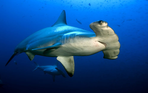 scalloped hammerhead shark sphyrna lewinii