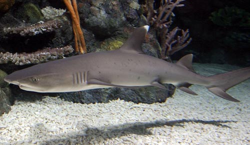whitetip reef shark trianodon obesus