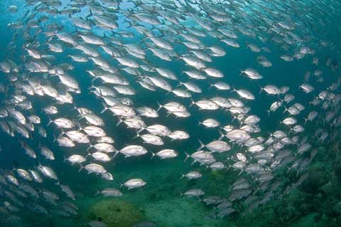 Movimento e stabilità dei pesci