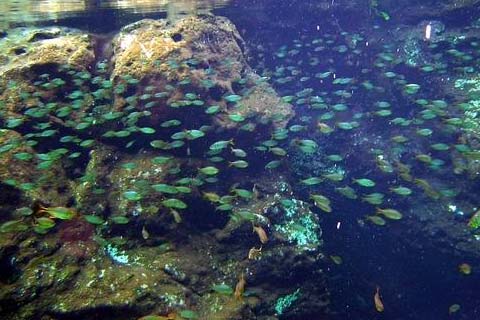 Sistema di marchiatura esterna - avannotti e pesci piccoli