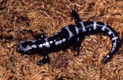AMBYSTOMA OPACUM - Salamandra marmorata