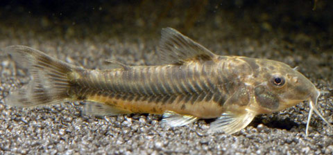 Callichthys callichthys, Silmo Corazzato, Famiglia: Callichthyidae