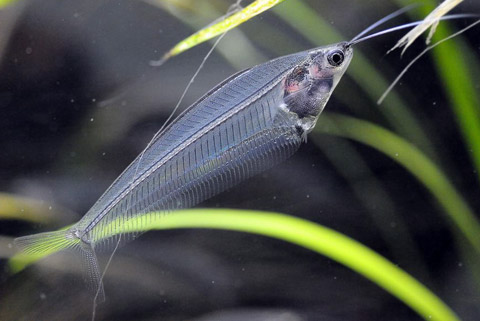 Kryptopterus bicirrhis, Pesce Coltello di Vetro, Famiglia: Siluridae