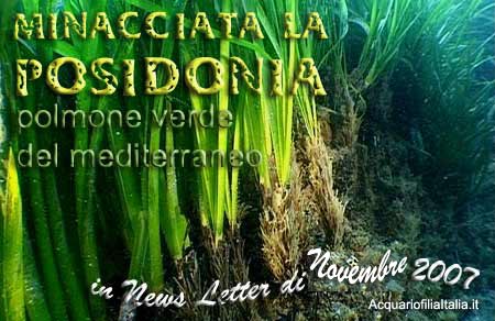 Minacciata la Posidonia, polmone verde del Mediterraneo
