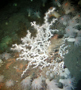 Coralli nel Mediterraneo