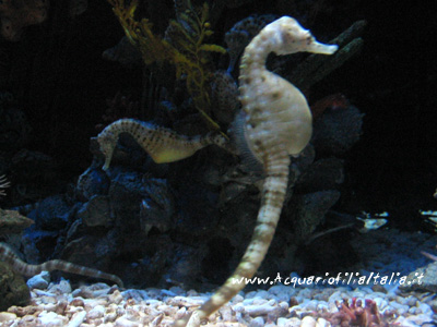 avalluccio gigante del Pacifico (Hippocampus ingens)