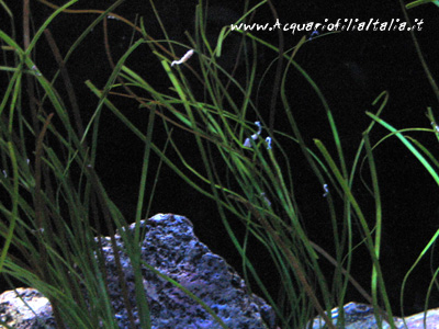 Tra i più piccoli cavallucci marini, esiste una specie chiamata Cavalluccio nano (Hippocampus zosterae)