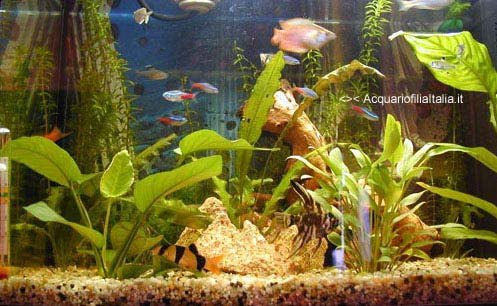 Le piante facili in acquario e la loro collocazione